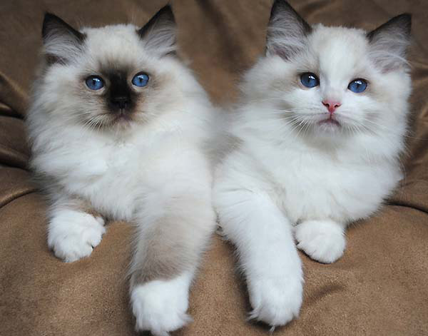 blue ragdoll kittens