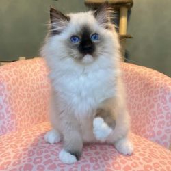 Available Ragdoll Kittens for sale!