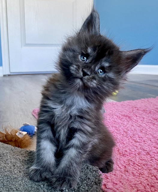 blue maine coon kittens