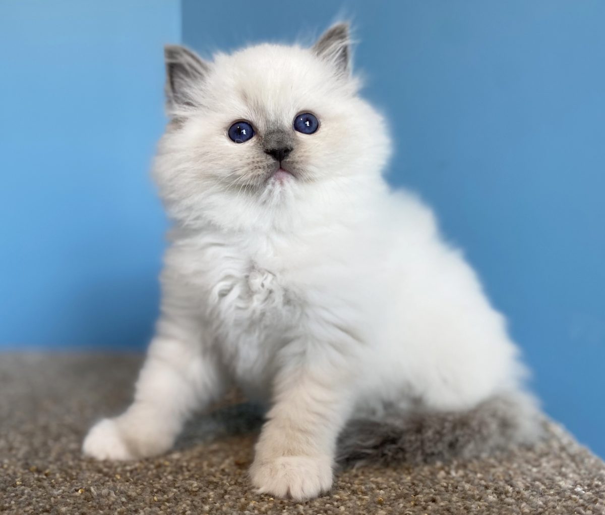 Ragdoll Kittens for Sale - BlueGem Ragdolls