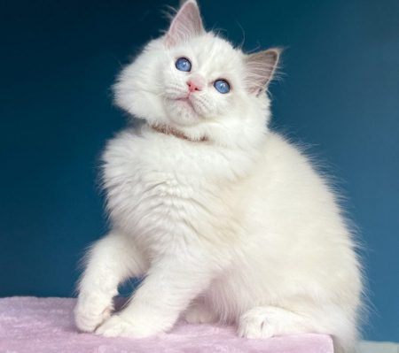 romeo
